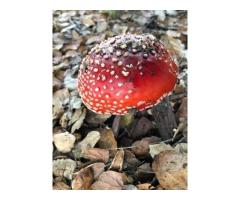 Buy Magic Mushrooms Online