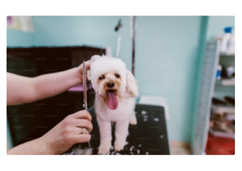 Professional Pet Groomers