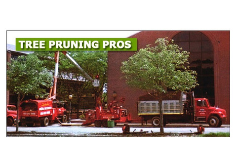 Professional Tree Removal Contractors in NJ – Amazing Tree Services