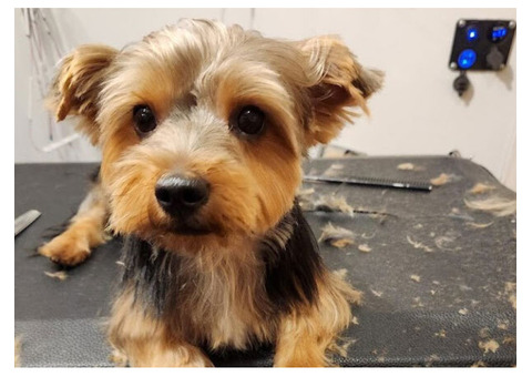 De-Matting Dog Grooming Services Dallas