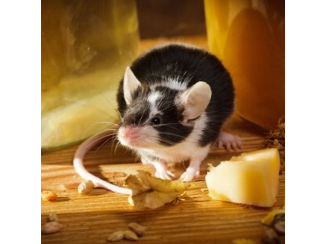 Effective Mouse Extermination Services in NJ