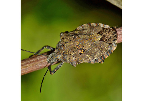 Effective Stink Bug Control Services in NJ