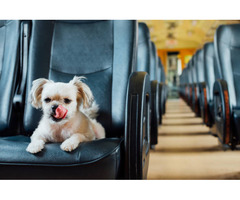 Book a Pet Friendly Shuttle from PHX – Ride Easy with Your Pet