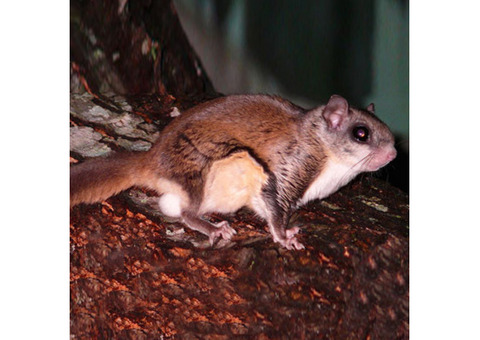 Professional Flying Squirrel Removal Services in NJ