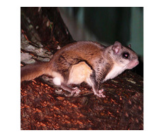 Professional Flying Squirrel Removal Services in NJ