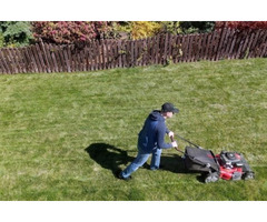 Small Tree Trimming Services Colorado