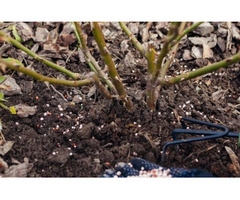 Tree Fertilization Services Southern Utah