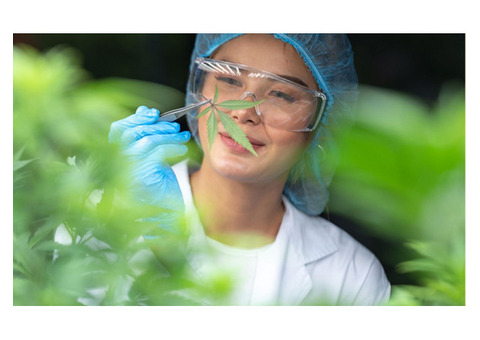 Finding a Marijuana Dispensary in Port St. Lucie