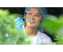 Finding a Marijuana Dispensary in Port St. Lucie