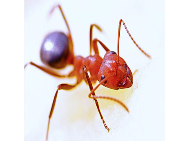 Expert Ant Removal Services in Essex County, NJ