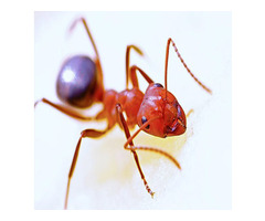 Expert Ant Removal Services in Essex County, NJ