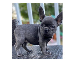 Cute French Bulldog puppies