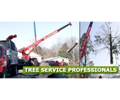 Ash Tree Removal in NJ – Amazing Tree Services