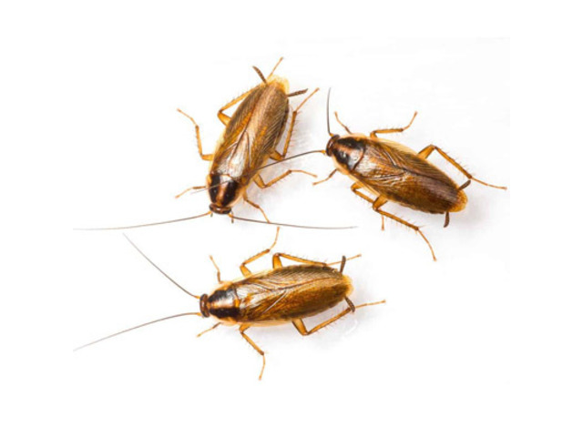 Professional Roach Removal in NJ – ALCO Animal & Pest Control