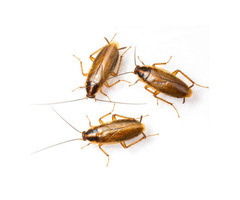 Professional Roach Removal in NJ – ALCO Animal & Pest Control