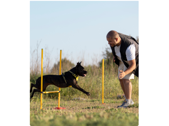 Pet Grooming Service In Noida