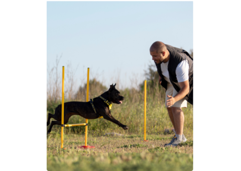 Pet Grooming Service In Noida