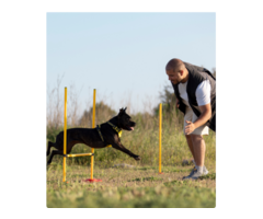 Pet Grooming Service In Noida