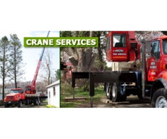 Expert Crane Service in NJ – Safe & Efficient Tree Handling