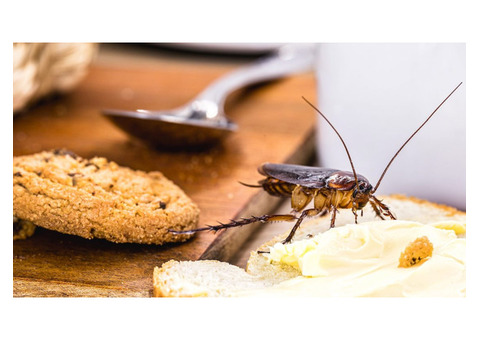 Kensington's Trusted Pest Control for Homes & Businesses