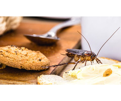 Kensington's Trusted Pest Control for Homes & Businesses