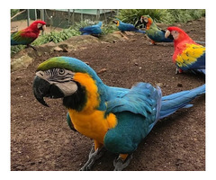 Parrots for Sale