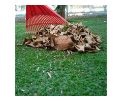 Spring Fall Clean Up