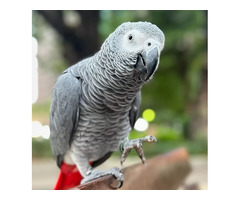 African Grey Parrots for Sale