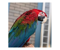 Macaw Parrots for Sale
