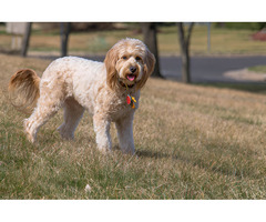 Potty Trained Doodle Puppies Raised with Patience and Care