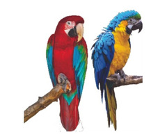 Cheap Parrots for Sale