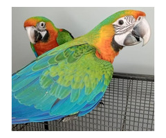 Colorful Parrots for Sale