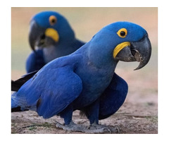Pet Birds for Sale