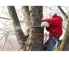 Professional Tree Removal Service in NJ
