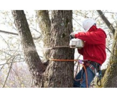 Trusted Recommended Tree Company in NJ