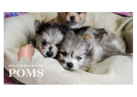 Chocolate Pomeranian Puppies for Sale – Adorable & Rare Colors