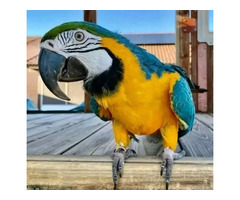 Hand Raised Parrots for Sale