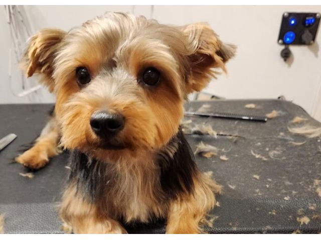 De-Matting Dog Grooming Services Dallas