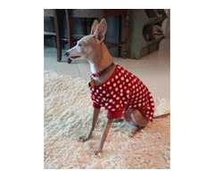 Tweedles Organic Tick Repellent
