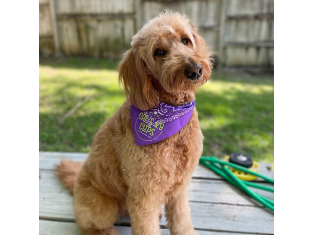 Mobile Dog Grooming Dallas