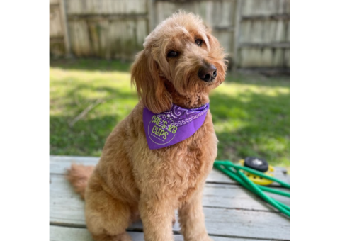 Mobile Dog Grooming Dallas
