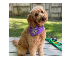 Mobile Dog Grooming Dallas