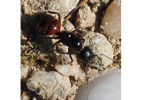 Carpenter Ant Removal in NJ – ALCO Animal & Pest Control