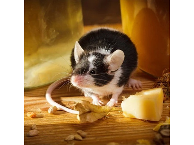 Mice Removal in Bergen County, NJ – ALCO Animal & Pest Control