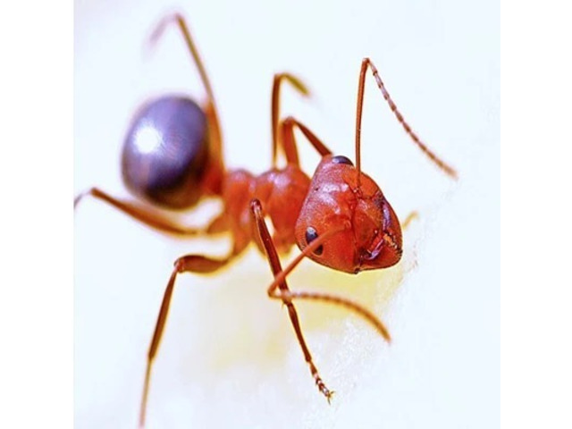 Ants Control in Bergen County, NJ – ALCO Animal & Pest Control