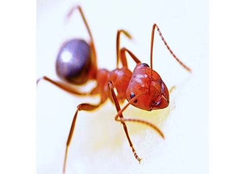 Ants Control in Bergen County, NJ – ALCO Animal & Pest Control