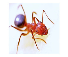 Ants Control in Bergen County, NJ – ALCO Animal & Pest Control