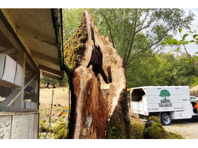 Emergency Tree Removal in Sonoma County Ca
