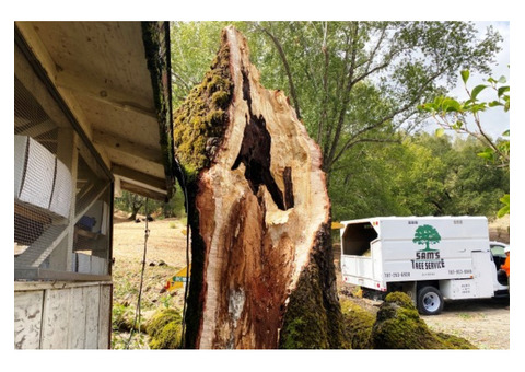 Emergency Tree Removal in Sonoma County Ca
