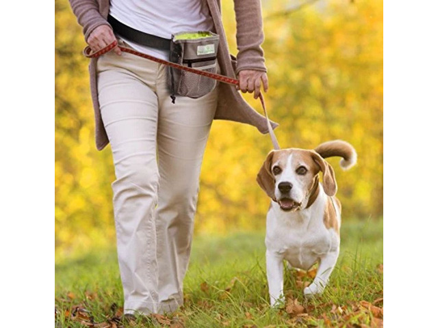 Best dog walking essentials